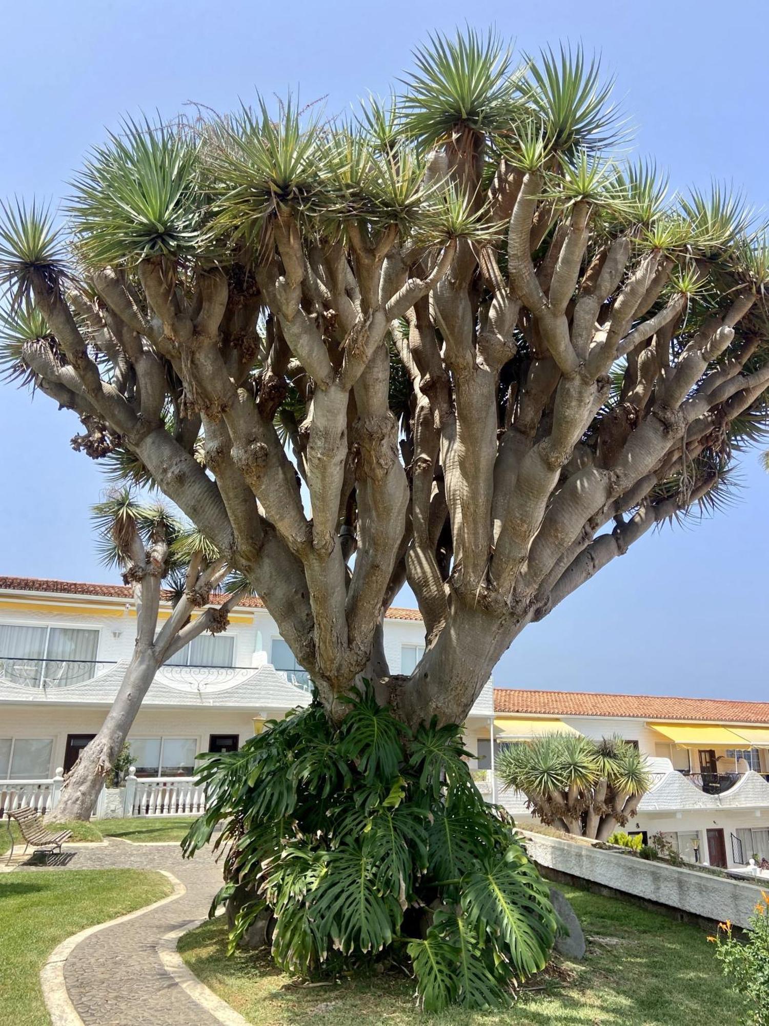 דירות סנטה קרוז דה טנריף Guanche Bay מראה חיצוני תמונה